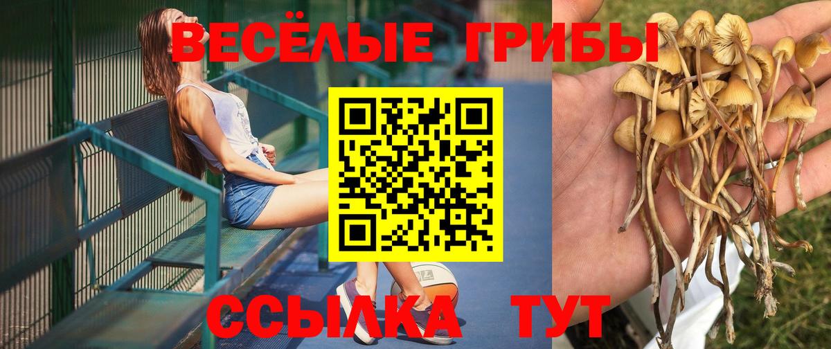 Галлюциногенные грибы мицелий  Вход с VPN  Будённовск  Псилоцибиновые грибы мицелий 